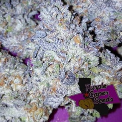 Purple Caper Grand Gelato