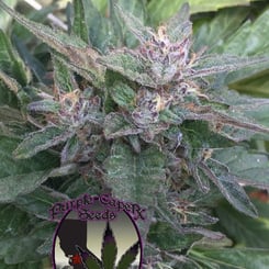 Close-up of a cannabis plant with dense, resin-coated buds. The "Purple Caper Seeds" logo features a cannabis leaf overlaying a map outline, and the Grandaddy OG (F) strain details add an extra touch of authenticity to the image.