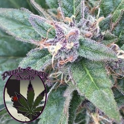 Close-up of cannabis plant with trichomes visible. Logo in the corner reads "Purple Caper Seeds" featuring a cannabis leaf design, showcasing their renowned Grape OG (F) strain.