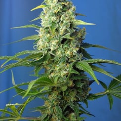 A close-up of a mature Honey Peach CBD Auto with dense clusters of flowers and green leaves against a blue background.