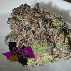 A close-up of a cannabis bud with visible trichomes, displaying shades of green and purple. A logo with the text "Purple Caper Seeds" is overlaid on the image, showcasing their Ice Cream Caper (F).