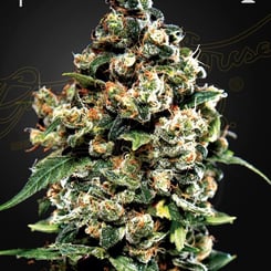 Greenhouse Seed Co. Jack Herer