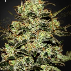 Greenhouse Seed Co. Moby Dick