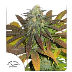 A cannabis plant with dense buds and leaves, some of which are green and others dark purple. The image showcases the Dutch Passion Seed Company logo in the bottom left corner, highlighting their renowned Californian Orange (F) strain.