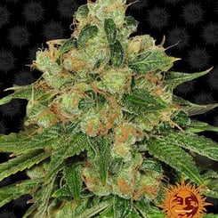 Close-up image of a CBD Caramel (R) cannabis plant with dense buds covered in trichomes and orange pistils against a dark background, featuring a sun logo in the bottom right corner.