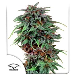 A tall cannabis plant with dense, purple-tinged buds, green leaves, and red hues stands proudly, reminiscent of the legendary Durban Poison (F)'s vigor. The logo "Dutch Passion Seed Company" is visible in the corner.