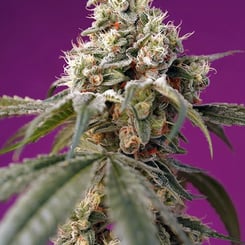 Sweet Seeds Bruce Banner Auto