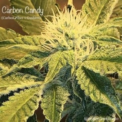 Close-up of a cannabis plant's flowering stage with visible trichomes. Text in the image reads "Carbon Candy (F) - Carbon Candy (F) @adillacannavlog".