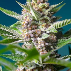 Close-up of a flowering Purple Punch OG (F) cannabis plant with a purplish hue, covered in trichomes, and surrounded by green leaves against a blue background.