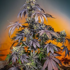 A mature Red Gorilla Girl XL Auto with dark purple leaves and dense, frosty buds is shown against a gradient orange to dark background.