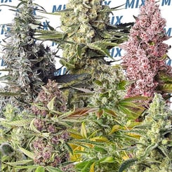 Various cannabis plants with different colored buds are shown. Background has the repeated word "Sweet Mix (F)" in blue text.