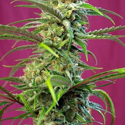 Close-up of a Sweet Tai (F) cannabis plant with dense, resinous flowers and green, serrated leaves against a purple background.