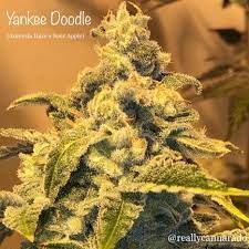 Close-up of a cannabis plant strain labeled "Yankee Doodle (F)" with frosty trichomes and dense buds. Text reading “Yankee Doodle (F)” and “Sierra Sue x Real Apple” is displayed on the top left.