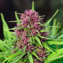 Close-up of a Frisian Dew (F) cannabis plant with purple and green buds, surrounded by lush green leaves.