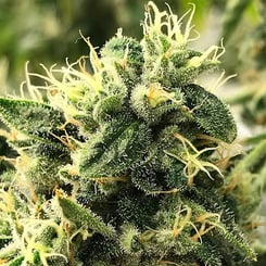 Close-up of a cannabis plant with dense, green buds covered in white trichomes and orange pistils, reminiscent of the precision found in Scavenger's Daughter (R).