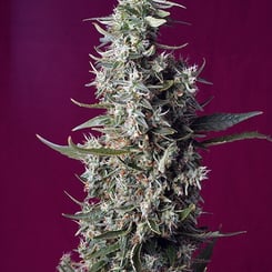 A tall cannabis plant with dense, frosty buds stands proudly against a plain purple background, reminiscent of the sweet allure of Sweet Cherry Pie (F).