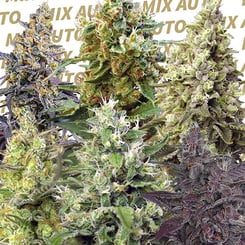 A variety of cannabis plants in different stages of growth and colors with the words "Sweet Mix Auto" repeatedly written in the background.