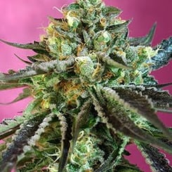 Close-up of a Sweet Nurse CBD Auto cannabis plant with dense, resinous buds and green leaves featuring purple highlights against a pink background.