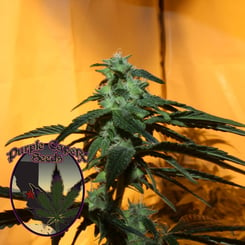 A cannabis plant with green leaves and buds is pictured against a yellowish background. The logo "Purple Caper Seeds" is overlaid on the image, showcasing their renowned yet DISCONTINUED Chocolate OG (R) strain.