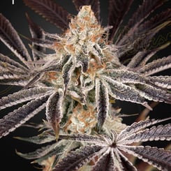 Greenhouse Seed Co. Dark Phoenix