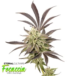 Sure, here's the revised sentence:

Close-up of a cannabis plant named "Focaccia (R)" by Eternal Cultivars, with dense, frosty buds and dark green, serrated leaves. Text in image reads "Eternal Cultivars Focaccia GMO x Sour Dough.