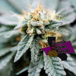 Close-up of a marijuana plant covered in trichomes with a logo for "Purple Caper Seeds" superimposed on the bottom right. Highlighting the renowned, yet discontinued, DISCONTINUED Gold Runtz Cake Auto (F) strain.