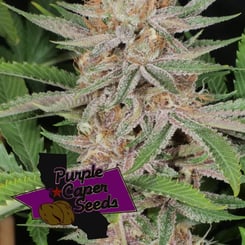 Close-up of a cannabis plant with dense, frosty buds and purple hues. The plant has green serrated leaves. A logo with "Purple Caper Seeds" is superimposed in the bottom left corner, highlighting the DISCONTINUED Lilac Runtz Cake Auto (F) strain.