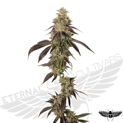 A close-up photo of a cannabis plant against a white background, displaying dense buds and dark-colored leaves, subtly captures the essence of Sweet Bread (R) with a faint logo watermark featuring wings and text "Eternal Cultivars.