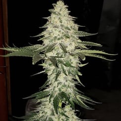 Ethos Genetics Planet of the Grapes Auto