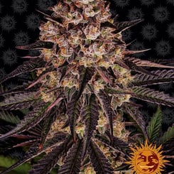 Close-up of a mature cannabis plant with dense, frosty buds and purple-tinged leaves, set against a dark, patterned background featuring sun face motifs. This Biscotti Mintz (F) strain displays an enticing blend of colors and textures.