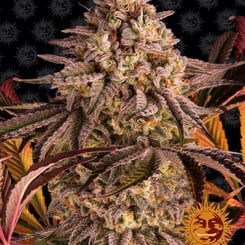 Close-up image of a mature Blue Sunset Sherbert (F) cannabis plant with dense buds, prominent trichomes, and purple-tinged leaves against a dark patterned background. A stylized sun logo is present in the bottom right corner.