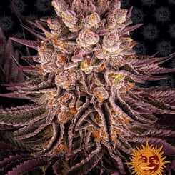 A close-up of a Mimosa x Orange Punch (F) cannabis plant with dense, colorful buds. The plant has purple leaves and orange pistils. In the lower-right corner, there is a logo featuring a smiling sun face.