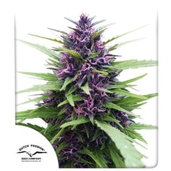 Close-up of a purple-hued cannabis plant, known as Shaman (F), surrounded by green leaves. The Dutch Passion Seed Company logo is visible in the lower left corner.