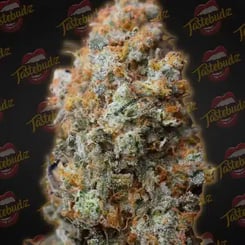 Close-up of a dense, frosty cannabis bud with orange hairs against a Tastebudz branded background, reminiscent of the high-quality strains found in the Back to the Future (F) (Formerly Back to the Future 2) collection.