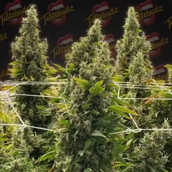 Tall, dense cannabis plants with large buds are supported by white netting against a black background featuring a "Tastebudz" logo pattern and the name Bubble Runtz (F).