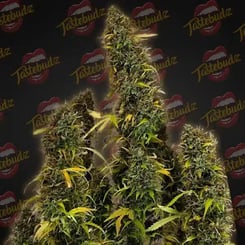 Close-up of a Critical Banana Smoothie Auto cannabis plant with dense green and brown buds, set against a black background with the repeated Tastebudz logo featuring lips.