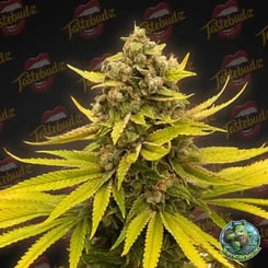 Close-up of a Critical Banana Smoothie (F) cannabis plant with dense buds and yellow-green leaves, set against a dark background with "Tastebudz" logos.