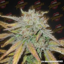 Close-up image of a Grape Gushers Auto cannabis plant with frosty trichomes, surrounded by a background featuring a repeated "Tastebudz" logo. The text "@cannabeast40" is in the bottom right corner.