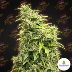 Close-up view of a Lemon Meringue Auto cannabis plant with dense buds and green leaves against a dark background adorned with Tastebudz logos. A circular "Queen of the Kind" logo is visible in the bottom right corner.