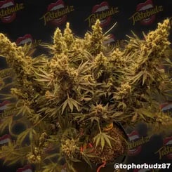 A cannabis plant with numerous buds and dense foliage, potentially the Mac Muffin (F) strain, placed against a background featuring a repeating "Tastebudz" logo. The image is credited to @topherbudz87.