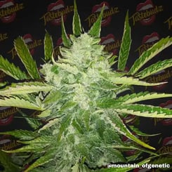 Close-up of a Mimosa Auto cannabis plant with dense buds covered in trichomes against a backdrop featuring the Tastebudz logo.