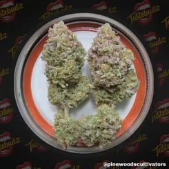 Two cannabis buds on a circular plate with a red rim. The background features the Tastebudz logo repeatedly. Instagram handle @pinewoodscultivators is displayed. The Peanut Butter Cookies (F) aroma complements the sophisticated presentation perfectly.