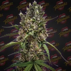 Close-up of a cannabis plant with dense buds and green leaves, featuring the Purple Punch Auto strain. The background showcases a repeated "Tastebudz" logo pattern with lips.