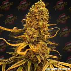 Close-up of a mature Vanilla Frosting Auto cannabis plant with dense buds and yellowing leaves. Background features the TasteBudz logo repeatedly. Text at the bottom right corner reads: "@autogrowoutdoor.