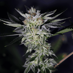 Close-up of a Jesus Juice (F) cannabis plant bud covered with trichomes and surrounded by green leaves against a dark background.