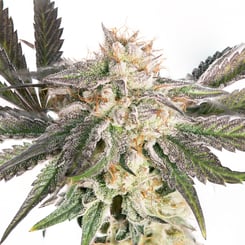 Close-up of a Marathon Juice (F) cannabis plant with dense, frosty buds and dark green leaves covered in white trichomes and orange hairs.