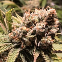 Close-up of a cannabis plant with dense, crystalline trichomes and orange pistils among green leaves, resembling a scene from "Babadook (R).