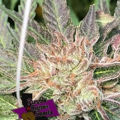 Purple Caper Black Queen Cookies