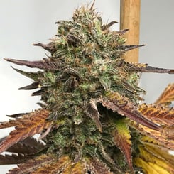 Close-up image of a mature cannabis plant focusing on the dense, trichome-covered bud and its surrounding leaves, some of which show purplish hues. The Citrus Black (R) strain is in full bloom.