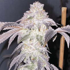 Close-up of a cannabis plant with dense, frosty buds and purple-tinted leaves against a dark background, showcasing the exotic Florida Freeze® strain.